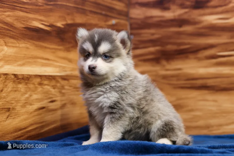 Frosty – Pomsky puppy for sale in Deer Grove, IL