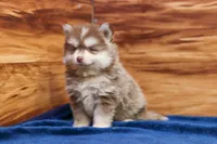 Prince, a male Pomsky for sale in Deer Grove, IL – 4 of 8