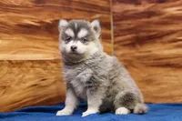 Frosty, a male Pomsky for sale in Deer Grove, IL – 2 of 5