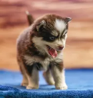 Twix, a male Pomsky for sale in Deer Grove, IL – 3 of 8