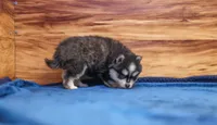Diamond, a female Pomsky for sale in Deer Grove, IL – 6 of 6