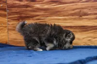 Teddy, a male Pomsky for sale in Deer Grove, IL – 3 of 5