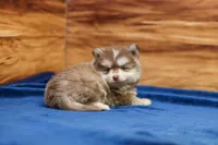 Prince, a male Pomsky for sale in Deer Grove, IL – 6 of 8