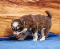 Twix, a male Pomsky for sale in Deer Grove, IL – 6 of 8