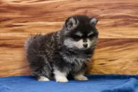 Teddy, a male Pomsky for sale in Deer Grove, IL – 2 of 5