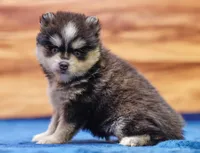 Diamond, a female Pomsky for sale in Deer Grove, IL – 2 of 6