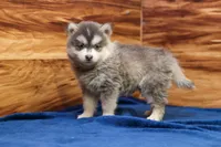 Frosty, a male Pomsky for sale in Deer Grove, IL – 3 of 5