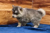 Frosty, a male Pomsky for sale in Deer Grove, IL – 4 of 5