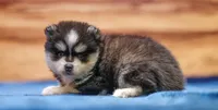 Diamond, a female Pomsky for sale in Deer Grove, IL – 5 of 6