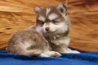 Prince, a male Pomsky for sale in Deer Grove, IL – 7 of 8