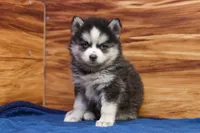 Blossom, a female Pomsky for sale in Deer Grove, IL – 4 of 5
