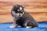 Diamond, a female Pomsky for sale in Deer Grove, IL – 3 of 6