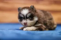 Twix, a male Pomsky for sale in Deer Grove, IL – 4 of 8