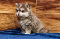Prince, a male Pomsky for sale in Deer Grove, IL – 2 of 8