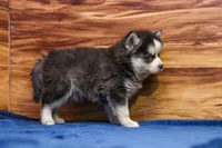 Blossom, a female Pomsky for sale in Deer Grove, IL – 5 of 5