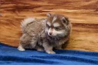 Prince, a male Pomsky for sale in Deer Grove, IL – 3 of 8