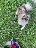 Goliath , a male Pomeranian for sale in Houston, TX – 2 of 4