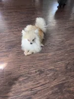 Valiente, a male Pomeranian for sale in Houston, TX – 4 of 4