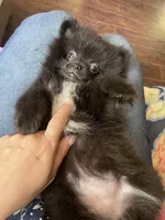 Coco, a female Pomeranian for sale in Houston, TX – Photo 1 of 3