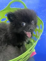 Coco, a female Pomeranian for sale in Houston, TX – Photo 2 of 3