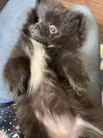 Coco, a female Pomeranian for sale in Houston, TX – Photo 3 of 3