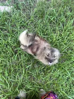 Goliath , a male Pomeranian for sale in Houston, TX – 3 of 4