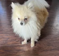 Valiente, a male Pomeranian for sale in Houston, TX – 2 of 4