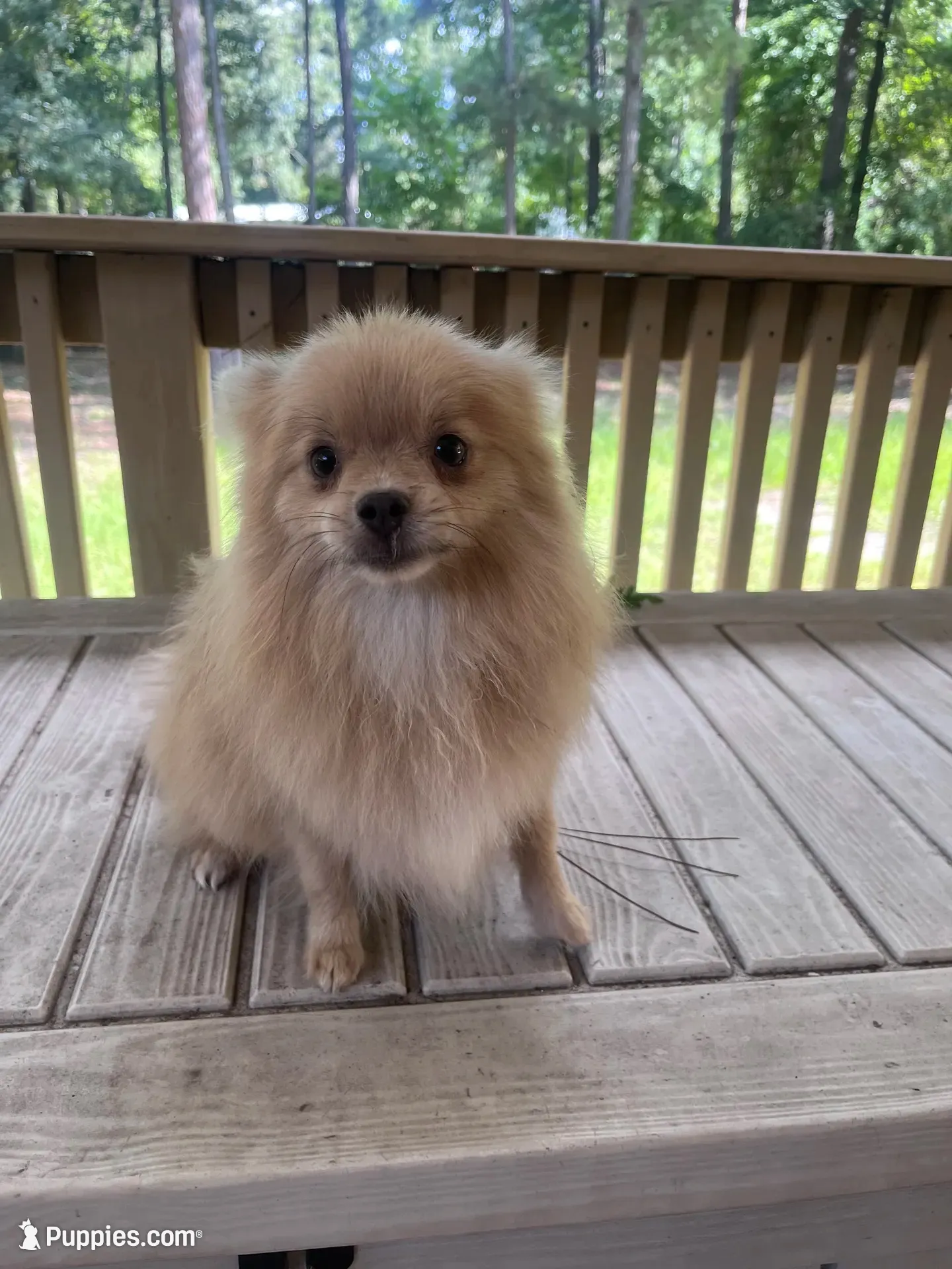 Milky, a male Pomeranian for sale in Houston, TX – 2 of 6