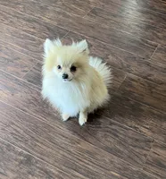 Valiente, a male Pomeranian for sale in Houston, TX – 3 of 4