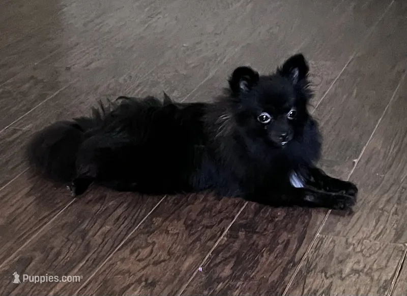 Coco AKC – Pomeranian puppy for sale in Houston, TX