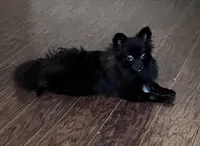 Coco AKC, a female Pomeranian for sale in Houston, TX – 1 of 5
