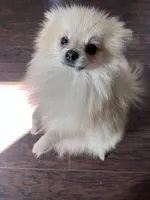 Valiente, a male Pomeranian for sale in Houston, TX – 1 of 4