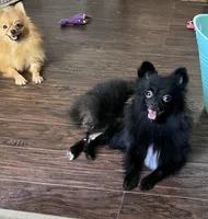 Coco AKC, a female Pomeranian for sale in Houston, TX – 2 of 5