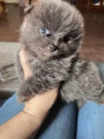 Chewy, a male Pomeranian for sale in Houston, TX – Photo 2 of 6