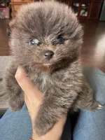 Chewy, a male Pomeranian for sale in Houston, TX – Photo 1 of 6