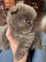 Chewy, a male Pomeranian for sale in Houston, TX – Photo 5 of 6