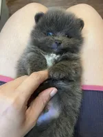 Chewy, a male Pomeranian for sale in Houston, TX – Photo 3 of 6