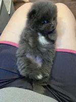 Chewy, a male Pomeranian for sale in Houston, TX – Photo 4 of 6