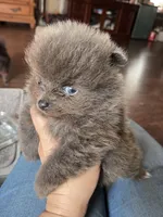 Chewy, a male Pomeranian for sale in Houston, TX – Photo 6 of 6