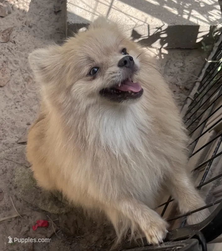 Milky – Pomeranian puppy for sale in Houston, TX