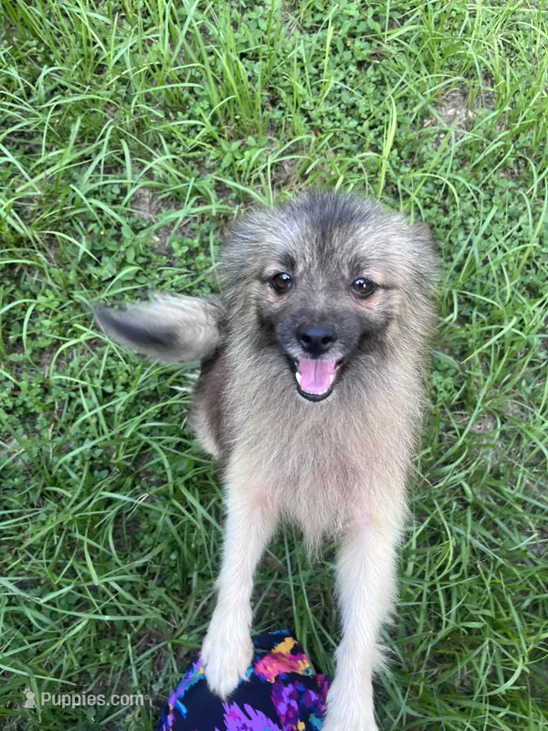 Goliath  – Pomeranian puppy for sale in Houston, TX