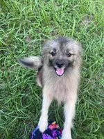 Goliath , a male Pomeranian for sale in Houston, TX – 1 of 4