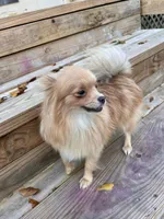 Milky, a male Pomeranian for sale in Houston, TX – 2 of 4