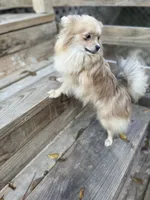 Milky, a male Pomeranian for sale in Houston, TX – 4 of 4