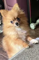 Gala, a female Pomeranian for sale in Houston, TX – Photo 4 of 5