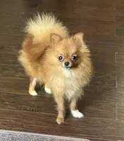 Gala, a female Pomeranian for sale in Houston, TX – Photo 3 of 5
