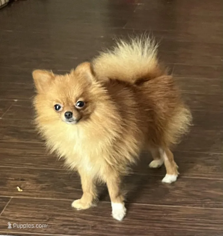 Gala – Pomeranian puppy for sale in Houston, TX
