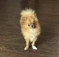 Gala, a female Pomeranian for sale in Houston, TX – Photo 2 of 5