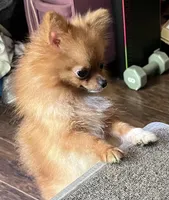 Gala, a female Pomeranian for sale in Houston, TX – Photo 5 of 5