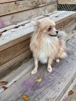 Milky, a male Pomeranian for sale in Houston, TX – 3 of 4